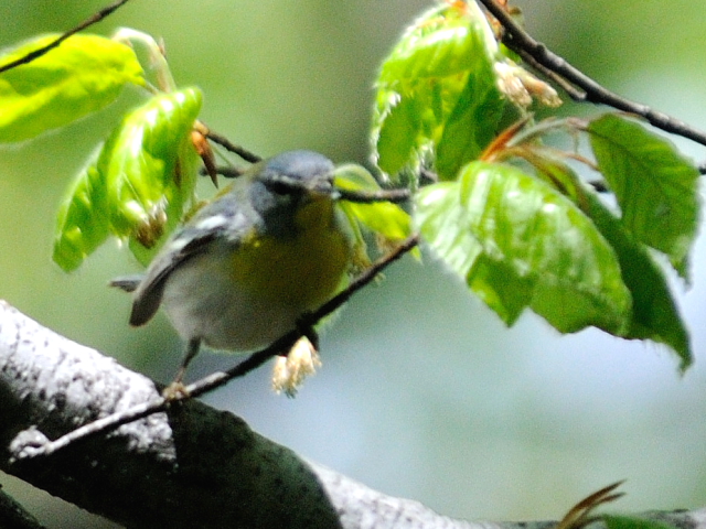 ② アサギアメリカムシクイ ♀　成鳥　セントラル・パーク　ニューヨーク　米国　Central park, Newyork, America　2013/05/13　Photo by Kohyuh