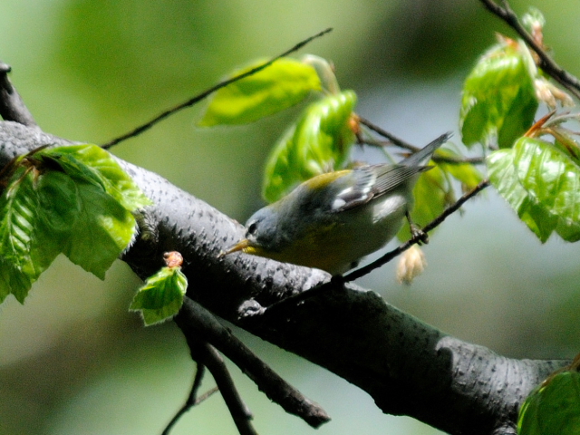 ③ アサギアメリカムシクイ ♀　成鳥　セントラル・パーク　ニューヨーク　米国　Central park, Newyork, America　2013/05/13　Photo by Kohyuh