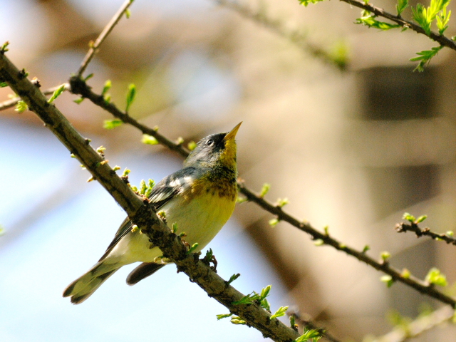 ④ アサギアメリカムシクイ ♂　成鳥　ボストンコモン　ボストン　米国　Boston Common, Boston, America　2013/05/15　Photo by Kohyuh