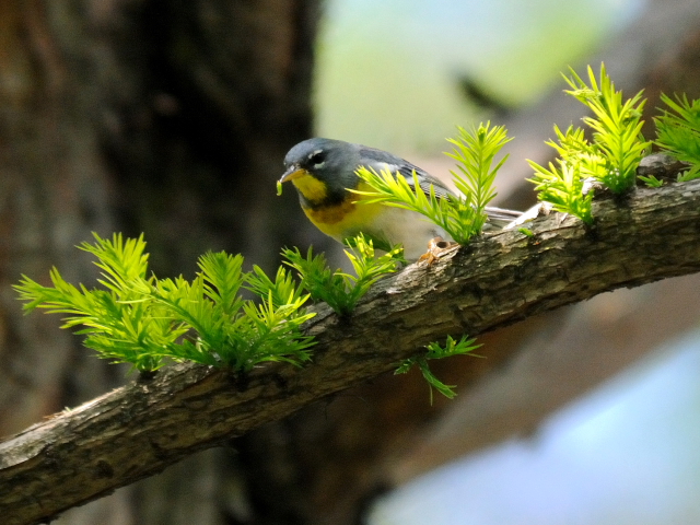 ⑤ アサギアメリカムシクイ ♂　成鳥　ボストンコモン　ボストン　米国　Boston Common, Boston, America　2013/05/15　Photo by Kohyuh