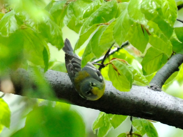 ⑥ アサギアメリカムシクイ ♀　成鳥　セントラル・パーク　ニューヨーク　米国　Central park, Newyork, America　2013/05/13　Photo by Kohyuh