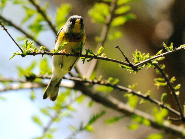 ⑦ アサギアメリカムシクイ ♂　成鳥　ボストンコモン　ボストン　米国　Boston Common, Boston, America　2013/05/15　Photo by Kohyuh