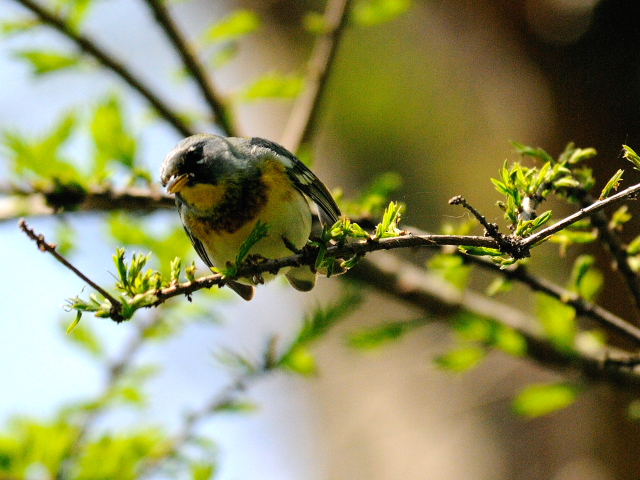 ⑧ アサギアメリカムシクイ ♂　成鳥　ボストンコモン　ボストン　米国　Boston Common, Boston, America　2013/05/15　Photo by Kohyuh