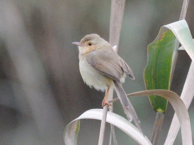 ① アジアマミハウチワドリ　成鳥　交流協会台湾事務所近郊　台北市　台湾　2012/02/22　Photo by Kohyuh