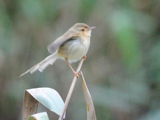 ② アジアマミハウチワドリ　成鳥　交流協会台湾事務所近郊　台北市　台湾　2012/02/22　Photo by Kohyuh