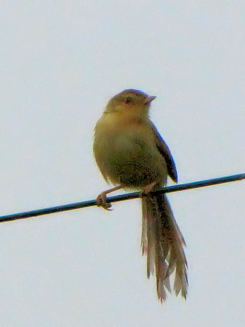 ① マミハウチワドリ　成鳥　クック・フーン国立公園近郊　Near by Cuc Phuong National Park　2010/01/22　Photo by Kohyuh