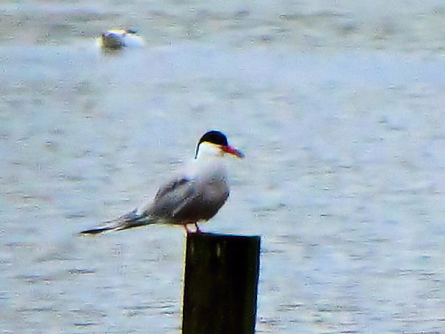 ①  アジサシ　成鳥　ベルファスト港保護区　北アイルランド　Belfast Harbour Reserve, Northern Ireland　2009/06/15　Photo by Kohyuh