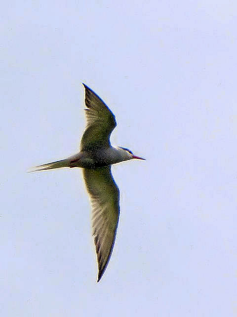 ②  アジサシ　成鳥　ベルファスト港保護区　北アイルランド　Belfast Harbour Reserve, Northern Ireland　2009/06/15　Photo by Kohyuh