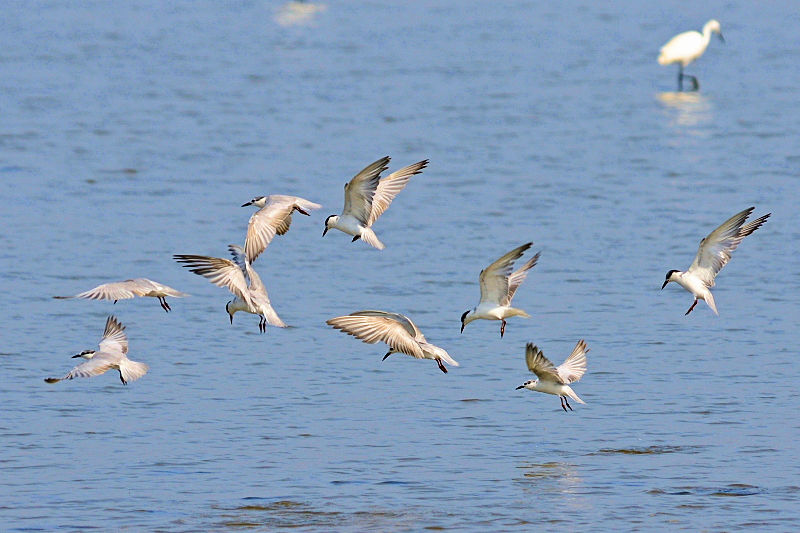 ④ コアジサシ　成鳥　冬羽　台南市　台湾　Tainan, Taiwan　2012/03/06　Photo by Kohyuh