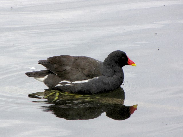 ①  バン　成鳥　ケンジントン・ガーデンズ　ロンドン　Kensington Gardens, London　2009/06/20　Photo by Kohyuh