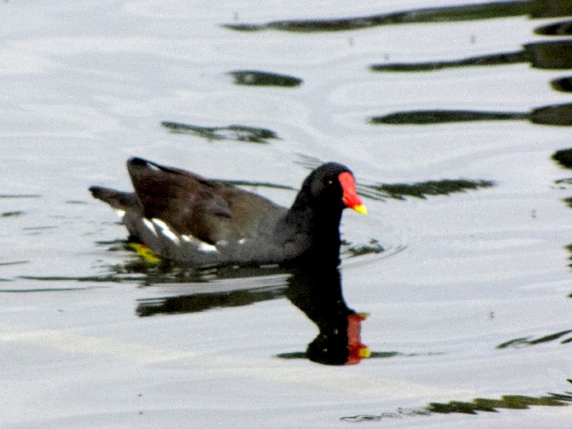 ②  バン　成鳥　ケンジントン・ガーデンズ　ロンドン　Kensington Gardens, London　2009/06/20　Photo by Kohyuh