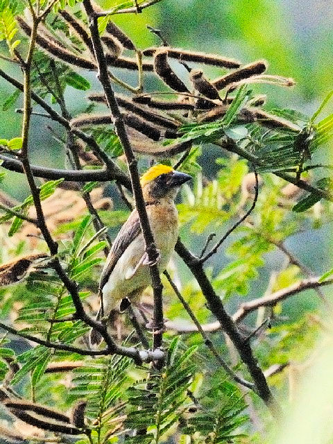 ① キムネコウヨウジャク  ♂　成鳥　夏羽　ジャンダ・バイク　マレーシア　Janda Baik, Malaysia　2010/05/25　Photo by Kohyuh