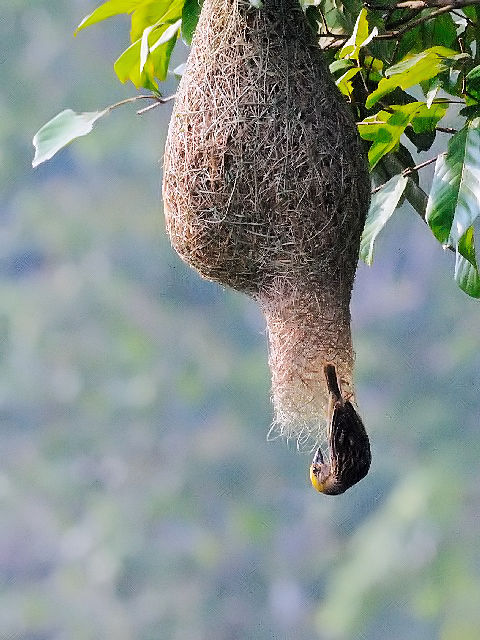 ⑤ キムネコウヨウジャク （♂） が巣を点検する　ジャンダ・バイク　マレーシア　Janda Baik, Malaysia　 2010/05/25　Photo by Kohyuh