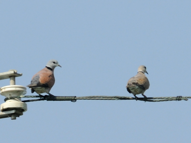 ① ベニバト （♂♀）　成鳥　貝の養殖池　台南市　台湾　Tainan, Taiwan　2012/03/06　Photo by Kohyuh