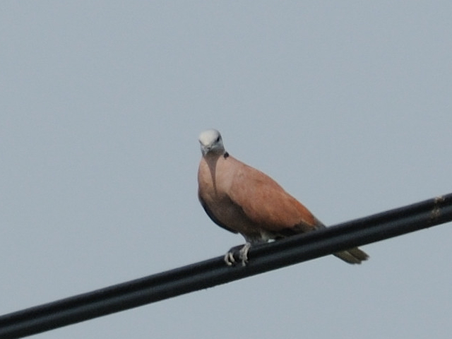 ⑤ ベニバト ♂　成鳥　貝の養殖池　台南市　台湾　Tainan, Taiwan　2012/03/06　Photo by Kohyuh