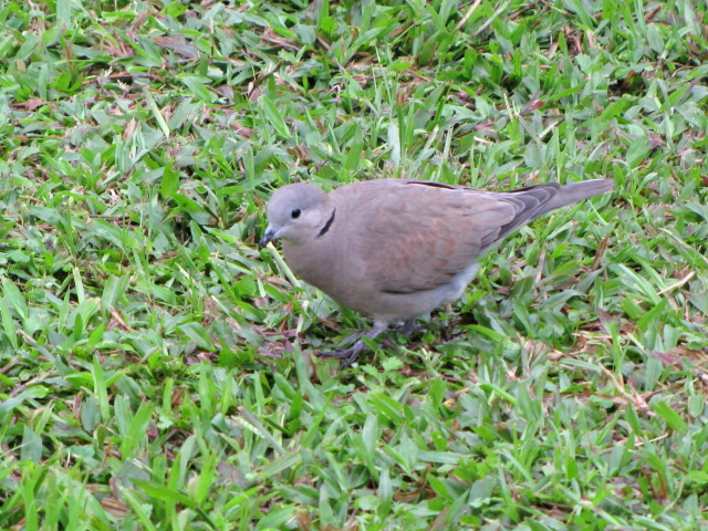 ④ ベニバト ♀　成鳥　台北植物園　台北市　台湾　Taipei Botanical Garden, Taipei, Taiwan　2012/02/25　Photo by Kohyuh