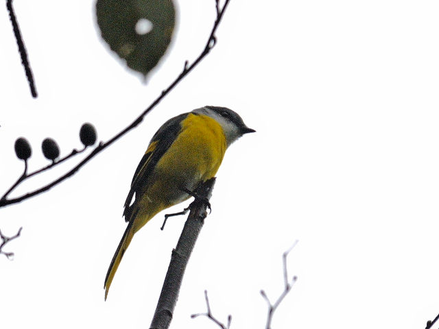 ベニサンショウクイ ♀　成鳥　（６態-4）　賞鳥平台　大雪山国家森林遊楽区　台湾　Bird Watching Deck, Dasyueshan National Forest Recreation Area, Taiwan　2012/11/27　Photo by Kohyuh