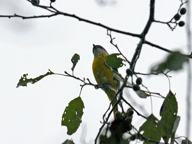 ベニサンショウクイ ♀　成鳥　（６態-1）　賞鳥平台　大雪山国家森林遊楽区　台湾　Bird Watching Deck, Dasyueshan National Forest Recreation Area, Taiwan　2012/11/27　Photo by Kohyuh