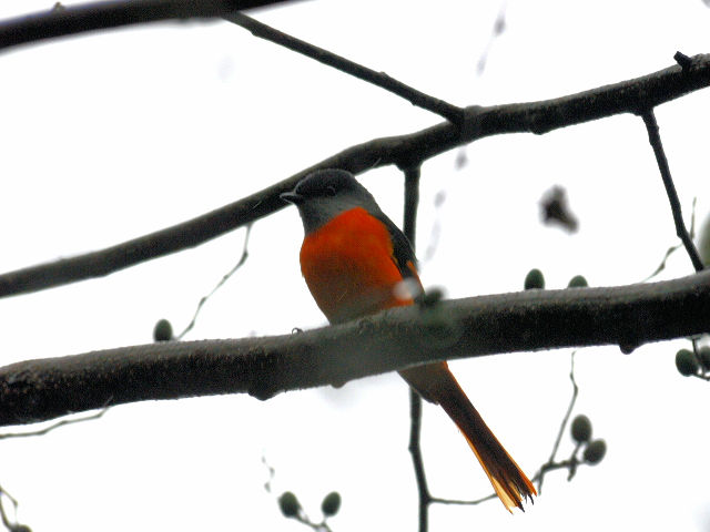 ベニサンショウクイ ♂　成鳥　（６態-3）　賞鳥平台　大雪山国家森林遊楽区　台湾　Bird Watching Deck, Dasyueshan National Forest Recreation Area, Taiwan　2012/11/27　Photo by Kohyuh