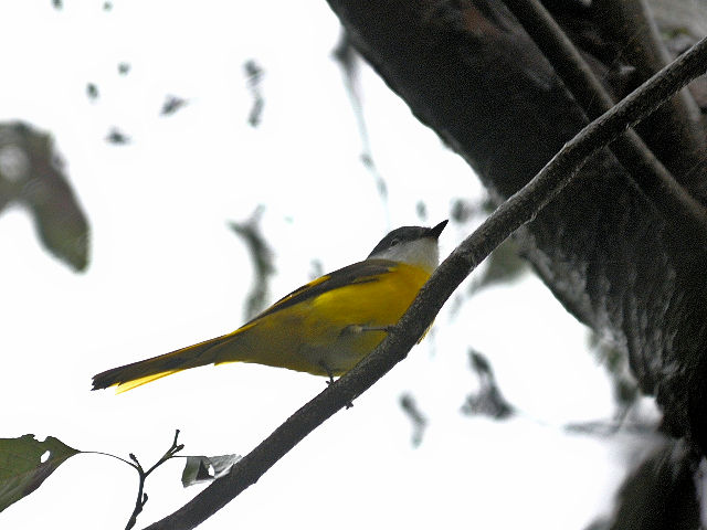 ベニサンショウクイ ♀　成鳥　（６態-3）　賞鳥平台　大雪山国家森林遊楽区　台湾　Bird Watching Deck, Dasyueshan National Forest Recreation Area, Taiwan　2012/11/27　Photo by Kohyuh