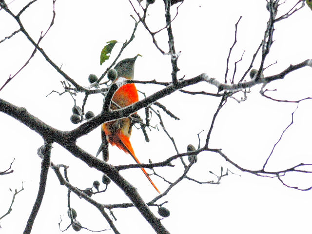 ベニサンショウクイ ♂　成鳥　（６態-5）　賞鳥平台　大雪山国家森林遊楽区　台湾　Bird Watching Deck, Dasyueshan National Forest Recreation Area, Taiwan　2012/11/27　Photo by Kohyuh