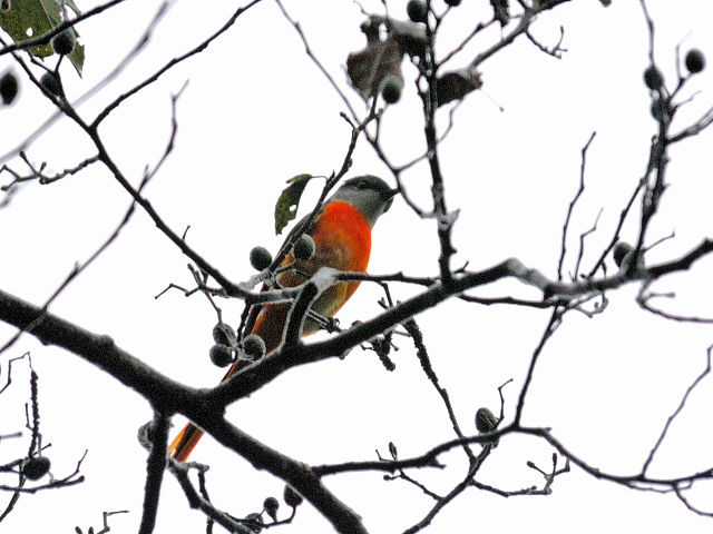 ベニサンショウクイ ♂　成鳥　（６態-6）　賞鳥平台　大雪山国家森林遊楽区　台湾　Bird Watching Deck, Dasyueshan National Forest Recreation Area, Taiwan　2012/11/27　Photo by Kohyuh