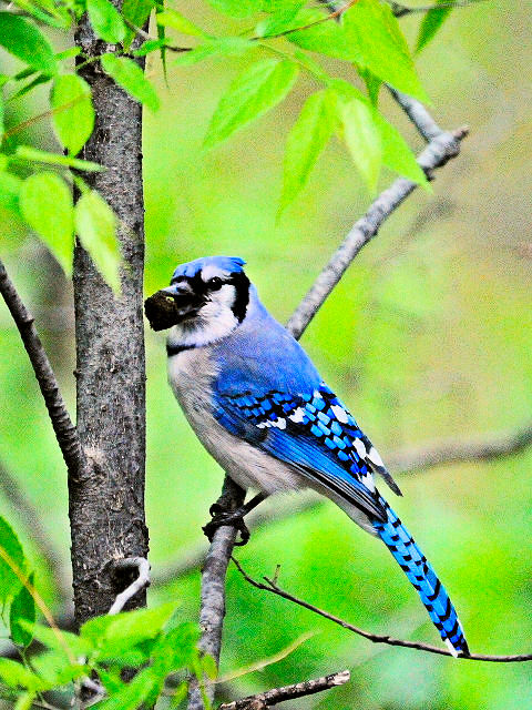 ① アオカケス　成鳥　セントラル・パーク　ニューヨーク　米国　Newyork, America　2013/05/13　Photo by Kohyuh