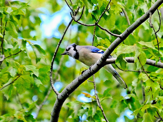 ② アオカケス　成鳥　セントラル・パーク　ニューヨーク　米国　Newyork, America　2013/05/13　Photo by Kohyuh