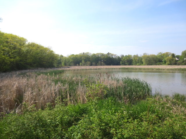 ブロンテ湿地　Bronte Marsh, Tolonto, Canada　2013/05/20　photo by Kohyuh