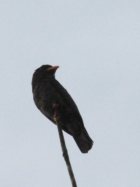 ② ブッポウソウ　成鳥　ジャンダ・バイク　マレーシア　Janda Baik, Malaysia　　2010/05/23　Photo by Kohyuh