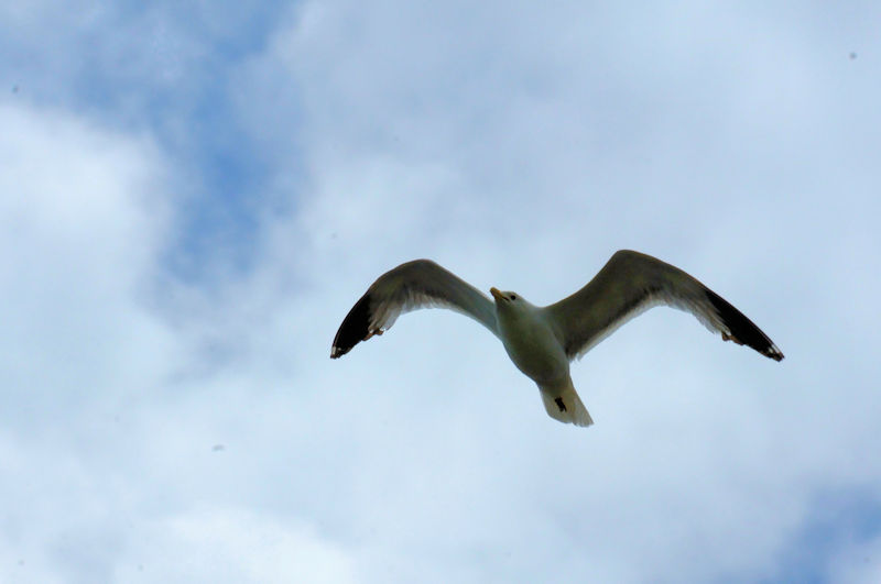 カリフォルニアカモメ 成鳥 （３態-1）　グランドレイク　米国　Grand Lake, Colorado, America　2013/06/30　Photo by Kohyuh