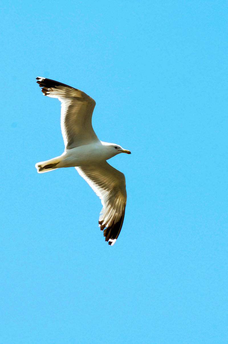 カリフォルニアカモメ 成鳥 （３態-2）　グランドレイク　米国　Grand Lake, Colorado, America　2013/06/30　Photo by Kohyuh