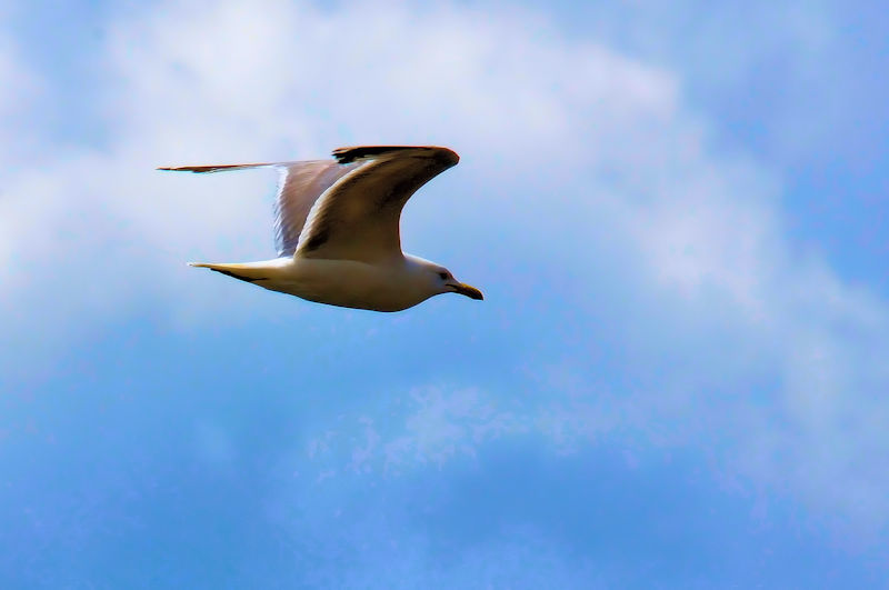 カリフォルニアカモメ 成鳥 （３態-3）　グランドレイク　米国　Grand Lake, Colorado, America　2013/06/30　Photo by Kohyuh