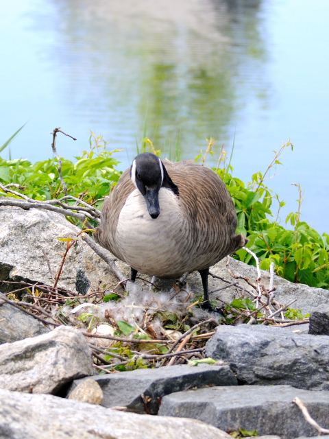 ① カナダガン　成鳥　ガス・エドソン公園　スタンフォード　コネチカット州　米国　Gus Edoson Park, Stamford, CT, America　2013/05/14　Photo by Kohyuh