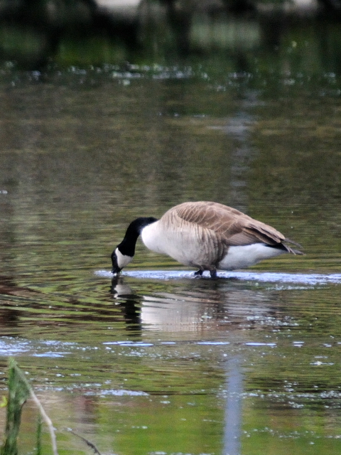 ② カナダガン　成鳥　ガス・エドソン公園　スタンフォード　コネチカット州　米国　Gus Edoson Park, Stamford, CT, America　2013/05/14　Photo by Kohyuh