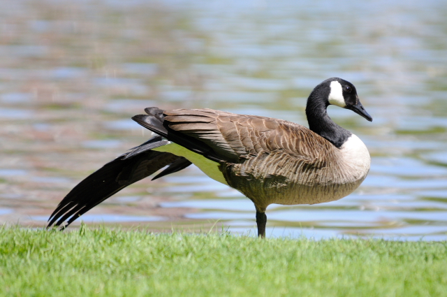 ③ カナダガン　成鳥　ボストンコモン　ボストン　米国　Boston Common, Boston, America　2013/05/15　Photo by Kohyuh