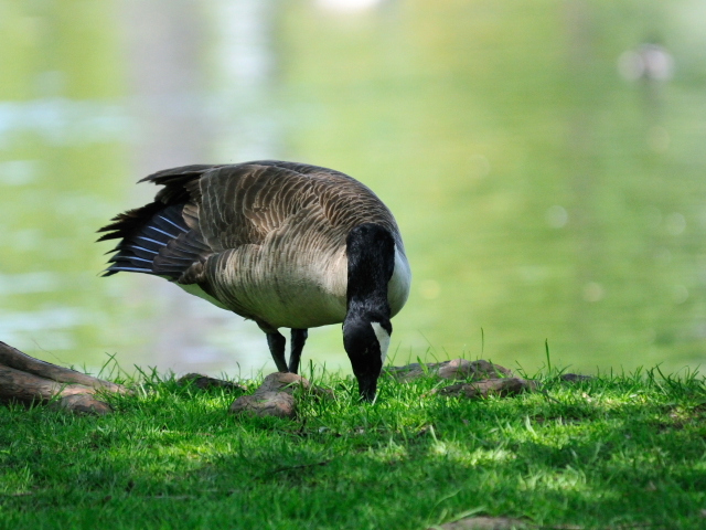 ④ カナダガン　成鳥　ボストンコモン　ボストン　米国　Boston Common, Boston, America　2013/05/15　Photo by Kohyuh