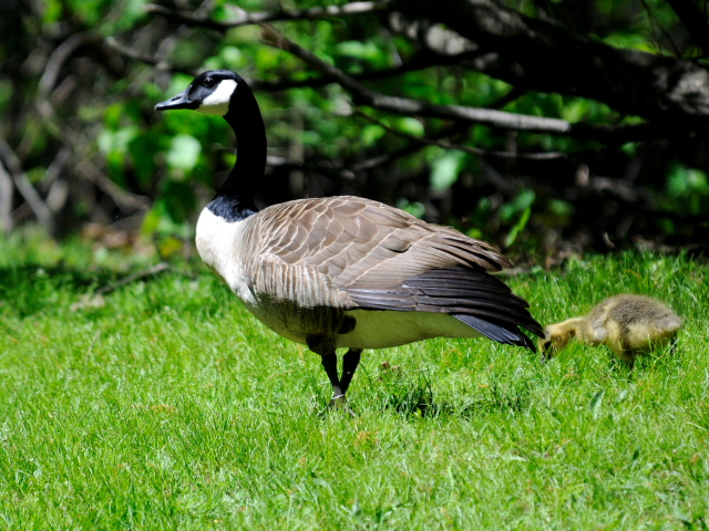 ⑤ カナダガン　成鳥　ボストンコモン　ボストン　米国　Boston Common, Boston, America　2013/05/15　Photo by Kohyuh