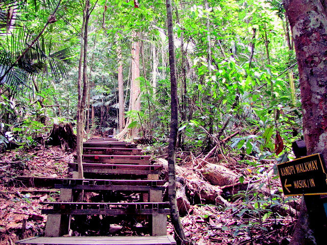 Path to Canopy Walkway, Taman Negara, Malaysia　2010/06/07　Photo by Kohyuh