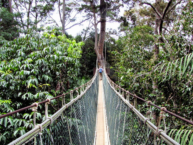 キャノピー・ウォークウェイ　Canpy Walkway　Taman Negara, Malaysia　2010/06/07　Photo by Kohyuh