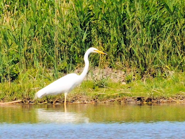 ① ダイサギ　成鳥　レーペラール・プラッセン　オランダ　Lepelaarplassen, Netherlands　2011/06/04　Photo by Kohyu