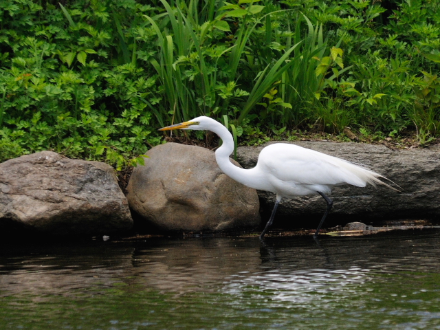 ① ダイサギ　成鳥　セントラル・パーク　>ニューヨーク　米国　Central park, Newyork, America　2013/05/13　Photo by Kohyuh