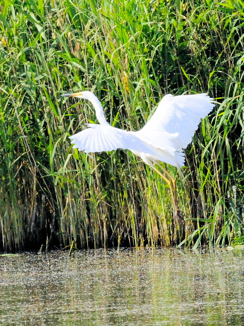 ② ダイサギ　成鳥　レーペラール・プラッセン　オランダ　Lepelaarplassen, Netherlands　2011/06/04　Photo by Kohyu