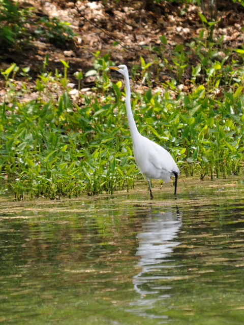 ② ダイサギ　成鳥　セントラル・パーク　>ニューヨーク　米国　Central park, Newyork, America　2013/05/13　Photo by Kohyuh