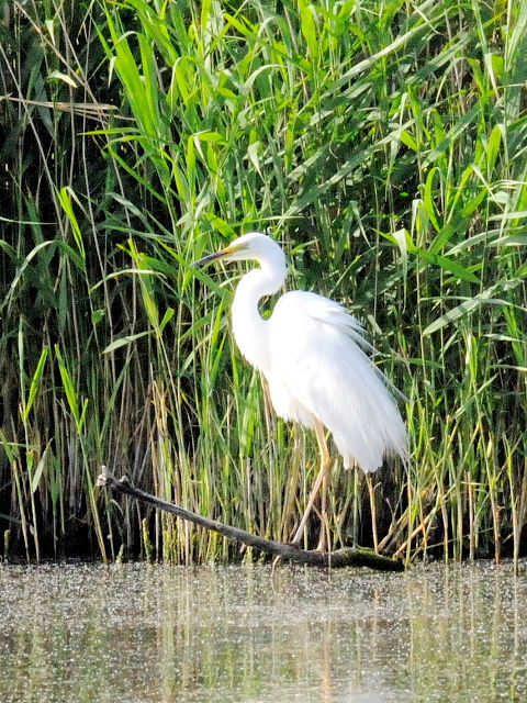 ③ ダイサギ　成鳥　レーペラール・プラッセン　オランダ　Lepelaarplassen, Netherlands　2011/06/04　Photo by Kohyu