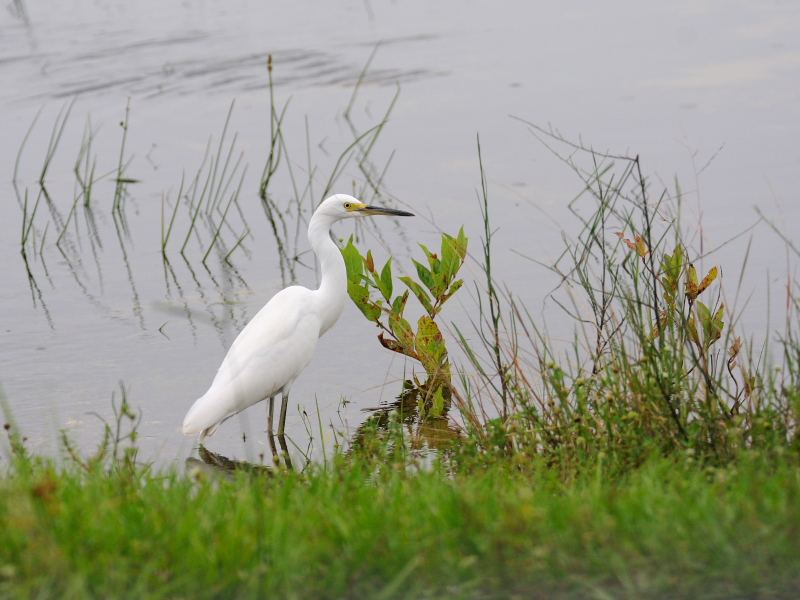 ダイサギ　夏羽　マイアミ近郊　フロリダ　米国　near by Miami, Florida, USA　2013/06/05　Photo by Kohyuh