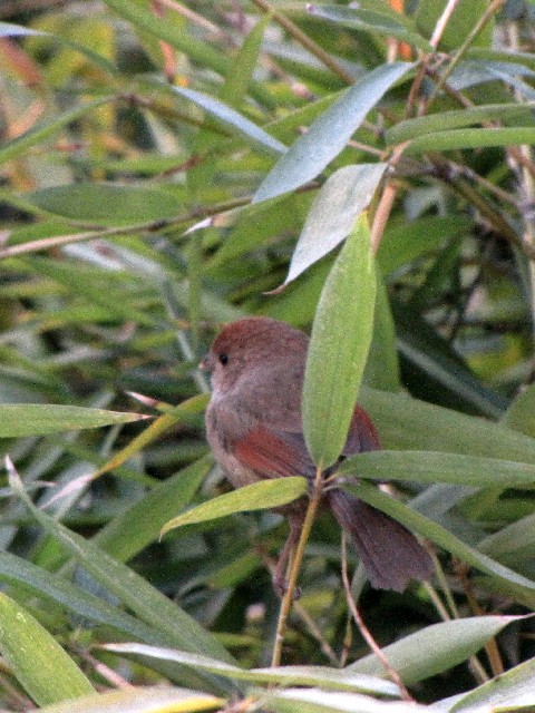 ① ダルマエナガ　成鳥　拙政園　蘇州　中国　Humble Administrator's Garden, Suzhou, China　 2010/01/08　Photo by Kohyuh