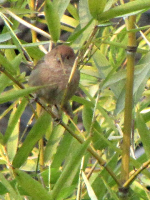 ② ダルマエナガ　成鳥　拙政園　蘇州　中国　Humble Administrator's Garden, Suzhou, China　 2010/01/08　Photo by Kohyuh