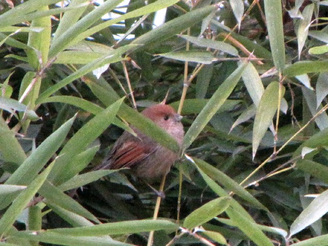 ③ ダルマエナガ　成鳥　拙政園　蘇州　中国　Humble Administrator's Garden, Suzhou, China　 2010/01/08　Photo by Kohyuh