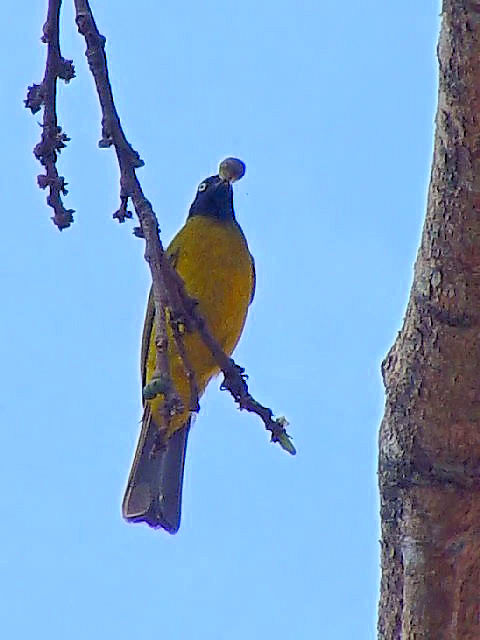 ① エボシヒヨドリ　成鳥　チェンマイ　タイ　Chiang Mai, Thailand　2007/01/24　Photo by Kohyuh